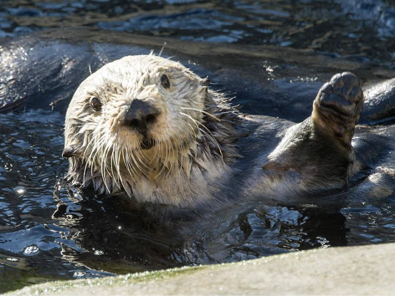 Sea Otters: Monterey Bay Aquarium